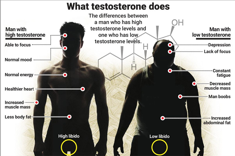 Image describing what testosterone does to the male body