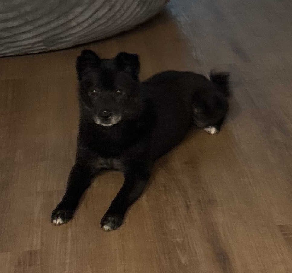 Teddy Bear Rocco the dog