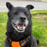 Teddy Bear Rocco the dog