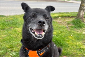 Teddy Bear Rocco the dog