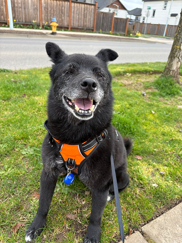 Teddy Bear Rocco the dog